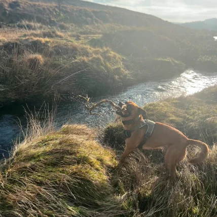 Rebecca Kat’s dog joyfully playing with a stick, a moment of relaxation and happiness outside her Clinical & Solution Focused Hypnotherapy practice in Plymouth.