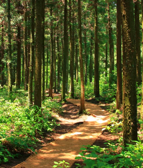 A serene forest path with trees on both sides, embodying clarity and peace. Rebecca Kat specializes in Clinical & Solution Focused Hypnotherapy in Plymouth and online.